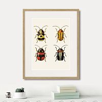 картина: assorted beetles №6, 1735г. в Калининграде
