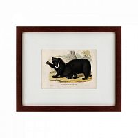 картина: two ursine sloths, or sloth bears, 1830 в Калининграде
