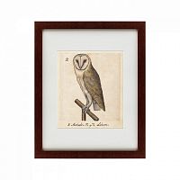 картина: one owl, 1560 в Калининграде