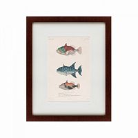 картина: tropical fish, 1830 в Калининграде