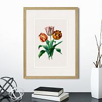 картина: botany illustration №23, 1836г. в Калининграде