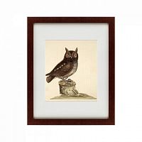 картина: the little owl, 1731 в Калининграде