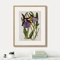 картина: exotic plants of the world №10, 1815г. в Калининграде