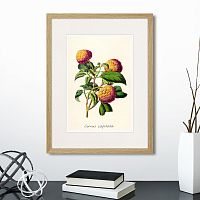картина: botany illustration №22, 1836г. в Калининграде