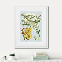картина: himalaya plants decaisnea pods, 1869г. в Калининграде