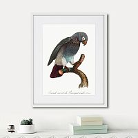 картина: beautiful parrots №6, 1872г. в Калининграде