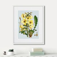 картина: himalaya plants yellow flower, 1869г. в Калининграде