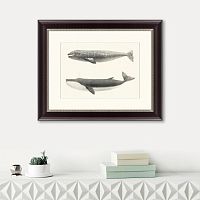 картина: the california gray whale (rhachieanectes claucus), 1857 в Калининграде