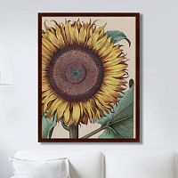 картина: large sunflower (flos solis maior), 1713г. в Калининграде