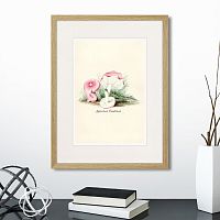 картина: botany illustration №6, 1836г. в Калининграде