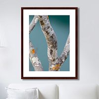 картина: trees on the galapagos islands, ecuador no3 в Калининграде