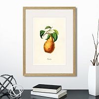 картина: botany illustration №18, 1836г. в Калининграде