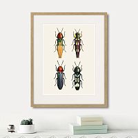 картина: assorted beetles №5, 1735г. в Калининграде