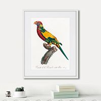 картина: beautiful parrots №7, 1872г. в Калининграде