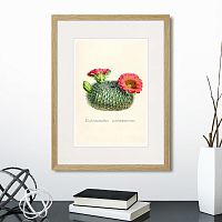 картина: botany illustration №13, 1836г. в Калининграде