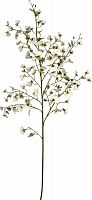 декор oncidium orchid в Калининграде
