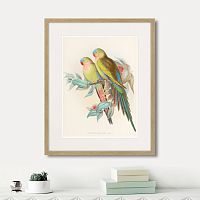 картина: love parrots, 1850г. в Калининграде