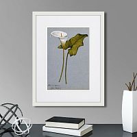 картина: arum lily, 1899г. в Калининграде