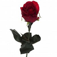 роза бордовая 48 см (36) в Калининграде