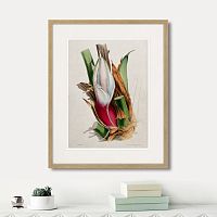 картина: exotic plants of the world №11, 1815г. в Калининграде