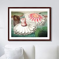картина: water lily during bloom, 1870г. в Калининграде