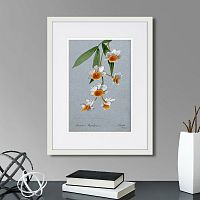 картина: an orchid (dendrobium thyrsiflorum), 1899г. в Калининграде