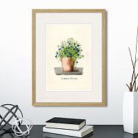 картина: botany illustration №9, 1836г. в Калининграде