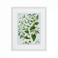 картина: himalaya plants blue and white flowers, 1869г. в Калининграде