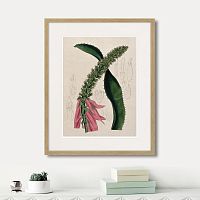 картина: exotic plants of the world №2, 1815г. в Калининграде