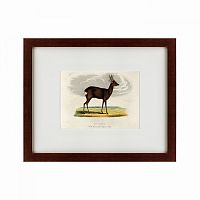 картина: a roebuck, 1830 в Калининграде