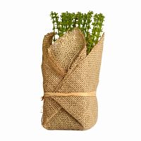 растение декоративное potted herb polini в Калининграде