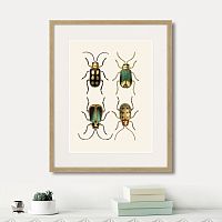 картина: assorted beetles №8, 1735г. в Калининграде