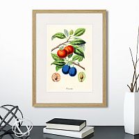 картина: botany illustration №21, 1836г. в Калининграде
