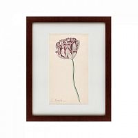 картина: tulp №2, 1815 в Калининграде