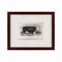 картина: a hereford bull, 1849 в Калининграде