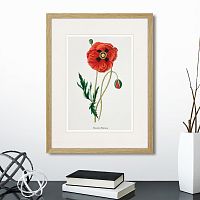 картина: botany illustration №15, 1836г. в Калининграде