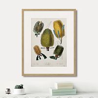 картина: exotic plants of the world №1, 1815г. в Калининграде