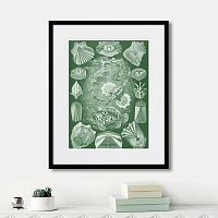 картина: art forms of nature №5, 1897г. в Калининграде