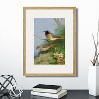 картина: pair of redstarts, 1923г. в Калининграде