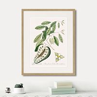 картина: blue tail lizard (lacertus cauda carulea), 1742г. в Калининграде