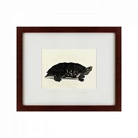 картина: an arakan forest turtle, 1873 в Калининграде