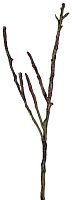декор dry branches в Калининграде