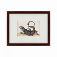 картина: black tegu lizard, 1700 в Калининграде