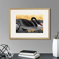картина: common american swan (black), 1838г. в Калининграде