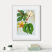 картина: himalaya plants hodsgonia flower white and yellow, 1869г. в Калининграде