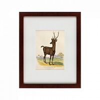 картина: a rusa deer, 1830 в Калининграде