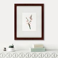 картина: apricot flower (prunus armeniaca), 1832 в Калининграде