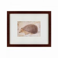 картина: a hedgehog, 1584 в Калининграде