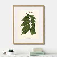 картина: fragmenta botanica №10, 1809г. в Калининграде