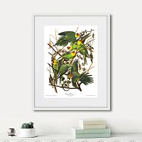 картина: carolina parrot, 1841г. в Калининграде